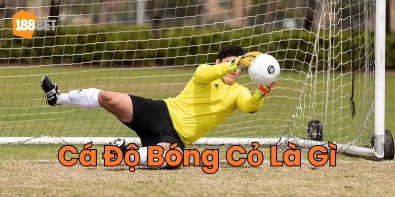 Trả lời về Cá Độ Bóng Cỏ Là Gì